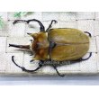 画像3: イイジマゾウカブト☆♂106ミリ新成虫単品 (3)