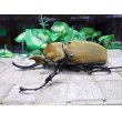 画像2: イイジマゾウカブト☆♂114ミリ新成虫単品 (2)