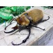 画像1: イイジマゾウカブト☆♂106ミリ新成虫単品 (1)