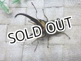 画像: 8月26日入荷！ モンギロンホソアカ☆♂65ミリ♀29ミリ新成虫ペア