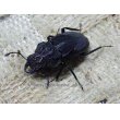 画像5: ペルビアヌスクビボソクワガタ♂40ミリ B♀30ミリ A ♀27ミリ B 新成虫トリオ (5)