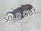 画像: 11月1日当店入荷！天然  ソーラニセネブト☆♂21ミリ♂21ミリ♀15ミリトリオ（2♂1♀）
