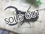 画像: GW 5月7日までラストセール!! ウエストウッディ( Lower Subansiri)産☆♂88ミリA-新成虫単品