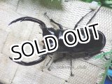 画像: ウエストウッディ( Lower Subansiri)産☆♂87ミリ新成虫単品