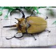 画像3: イイジマゾウカブト☆♂110ミリ新成虫単品 (3)