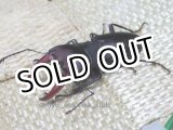 画像: 3月25日　南米ブラジル便入荷！ 天然 アウストラリスオオズクワガタ☆♂30ミリUP♀20ミリUPペア