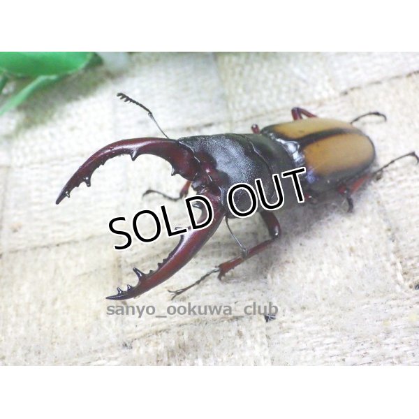 画像2: 20%OFF! セール品 ウムハンギノコギリクワガタ☆♂65ミリ♀32ミリ別血統新成虫ペア (2)