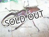 画像: 5月1日　南米ペルー便入荷！☆天然  フェイスタメイルシワバネクワガタ☆♂65ミリ♀43ミリペア