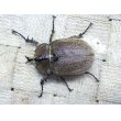 画像3: ヨルゲンセンヒメゾウカブト☆♂40ミリ♀32ミリ♀30ミリ新成虫トリオ (3)