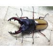 画像1: 大幅値下げ！ ウムハンギノコギリクワガタ☆♂68ミリ♀34ミリ新成虫ペア (1)