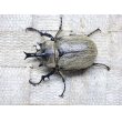 画像3: テルシテスヒメゾウカブト☆♂45ミリ♀40ミリ新成虫ペア (3)