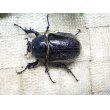 画像5: テルシテスヒメゾウカブト☆♂42ミリ♀40ミリ新成虫ペア　(3) (5)