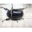 画像5: テルシテスヒメゾウカブト☆♂45ミリ♀40ミリ新成虫ペア (5)