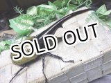 画像: 8月27日入荷！Dh.ヘラクレスオオカブト☆♂145ミリ♀70ミリ 新成虫別血統ペア　(2)
