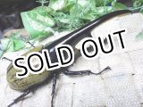 画像: 9月3日入荷！Dh.ヘラクレスオオカブト☆♂142ミリ ♀70ミリ新成虫ペア