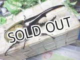 画像: Dh.ヘラクレスオオカブト☆♂138ミリ新成虫単品