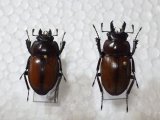 画像: 標本　チャイロマルバネクワガタ（石垣島産）☆♂29ミリ♀27ミリペア