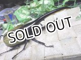 画像: Dh.ヘラクレスオオカブト☆♂140ミリ新成虫単品　(4)