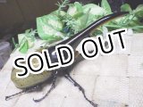 画像: Dh.ヘラクレスオオカブト☆♂137ミリ新成虫単品