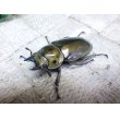 画像4:  ババオウゴンオニクワガタ☆♂51ミリ♀39ミリ新成虫ペア (4)