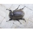 画像6: ヨルゲンセンヒメゾウカブト☆♂39ミリ♀36ミリ新成虫ペア (6)