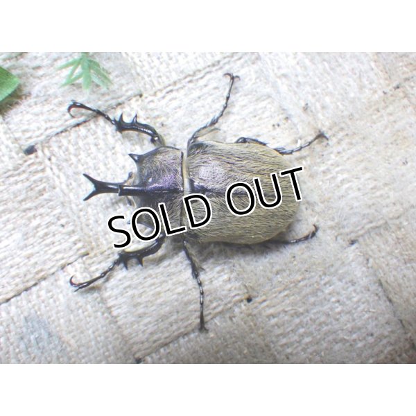 画像2: テルシテスヒメゾウカブト☆初、2令幼虫4頭セット (2)