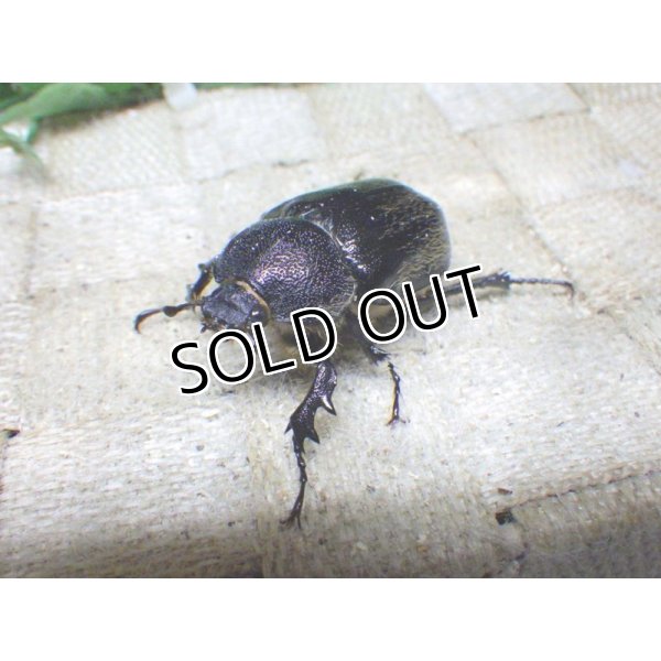 画像3: テルシテスヒメゾウカブト☆初、2令幼虫4頭セット (3)