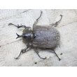 画像3: ヨルゲンセンヒメゾウカブト☆♂38ミリ♀37ミリ新成虫ペア (3)