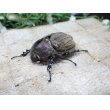 画像4: ヨルゲンセンヒメゾウカブト☆♂38ミリ♀37ミリ新成虫ペア (4)