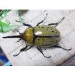 画像3: 天然からのF3 ヒルスシロカブト☆♂76ミリ♀58ミリ新成虫ペア  No.5 (3)