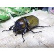 画像4: 天然からのF3 ヒルスシロカブト☆♂76ミリ♀58ミリ新成虫ペア  No.5 (4)