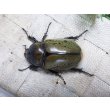 画像6: 天然からのF3 ヒルスシロカブト☆♂68ミリ♀55ミリ新成虫ペア  No.4 (6)