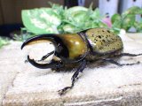 画像: 天然からのF3 ヒルスシロカブト☆♂73ミリ♀61ミリ新成虫ペア  No.3