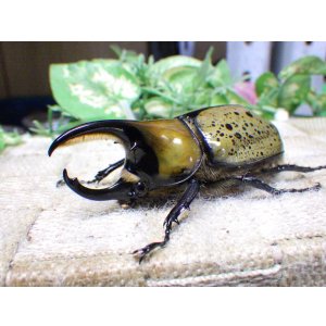 画像: 天然からのF3 ヒルスシロカブト☆♂73ミリ♀61ミリ新成虫ペア  No.3