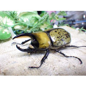 画像: 天然からのF3 ヒルスシロカブト☆♂68ミリ♀55ミリ新成虫ペア  No.4