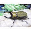画像2: 天然からのF3 ヒルスシロカブト☆♂76ミリ♀58ミリ新成虫ペア  No.5 (2)
