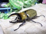 画像: 天然からのF3 ヒルスシロカブト☆♂76ミリ♀58ミリ新成虫ペア  No.5