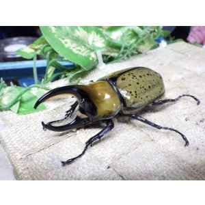画像: 天然からのF3 ヒルスシロカブト☆♂76ミリ♀58ミリ新成虫ペア  No.5