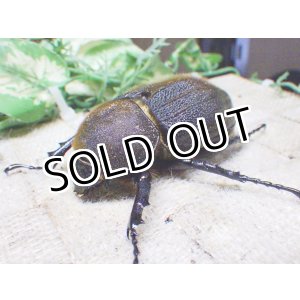 画像: Dh.ヘラクレスオオカブト☆♀69ミリ新成虫単品