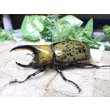 画像2: 天然からのF3 ヒルスシロカブト☆♂68ミリ♀55ミリ新成虫ペア  No.4 (2)