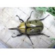 画像3: 天然からのF3 ヒルスシロカブト☆♂68ミリ♀55ミリ新成虫ペア  No.4 (3)