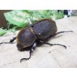 画像1: 4月22日入荷！　Dh.ヘラクレスオオカブト☆♀66ミリ新成虫単品　(9) (1)