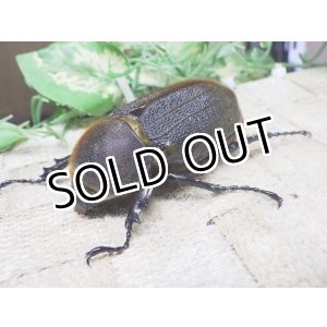 画像: 4月22日入荷！　Dh.ヘラクレスオオカブト☆♀66ミリ新成虫単品　(9)