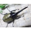画像3: 4月22日入荷！　Dh.ヘラクレスオオカブト☆♂108ミリ新成虫単品　(1) (3)