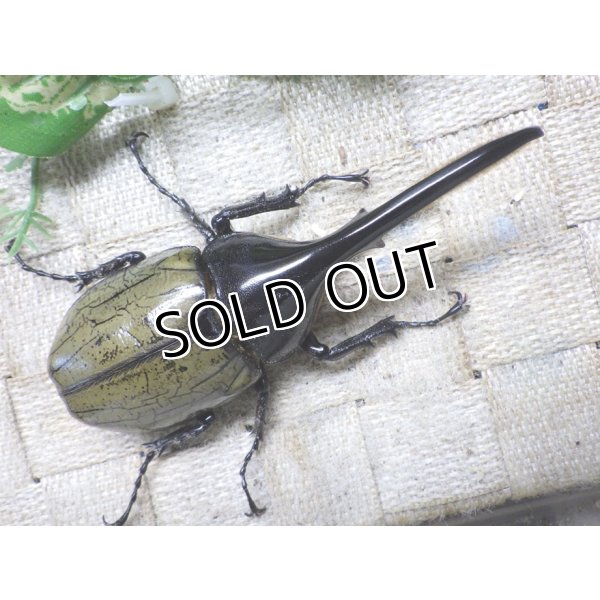 画像3: 4月22日入荷！　Dh.ヘラクレスオオカブト☆♂108ミリ新成虫単品　(1) (3)