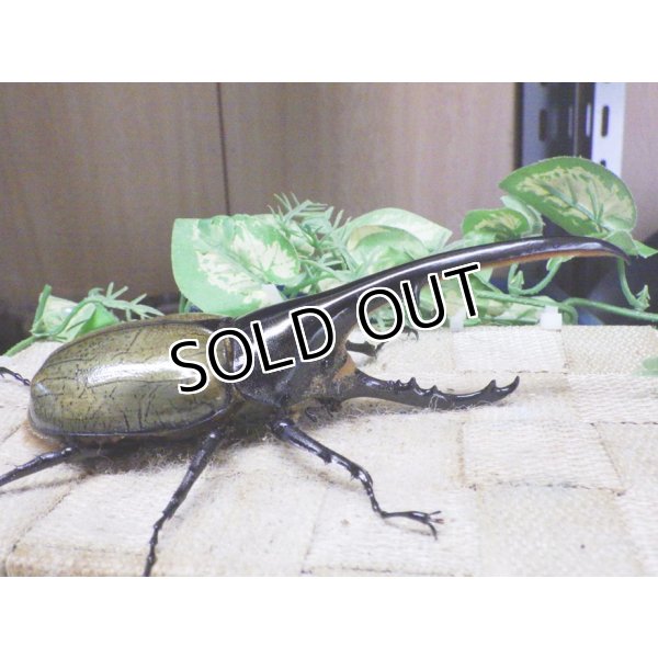 画像2: 4月22日入荷！　Dh.ヘラクレスオオカブト☆♂134ミリ新成虫単品　(4) (2)