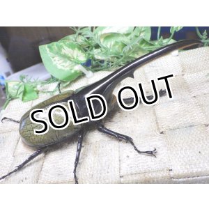 画像: 4月22日入荷！　Dh.ヘラクレスオオカブト☆♂134ミリ新成虫単品　(4)