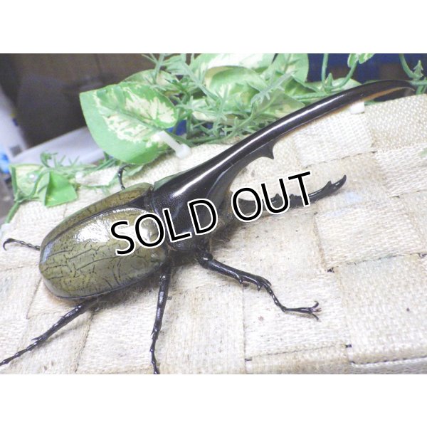 画像1: 4月22日入荷！　Dh.ヘラクレスオオカブト☆♂134ミリ新成虫単品　(4) (1)