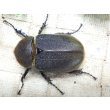 画像3: 4月22日入荷！　Dh.ヘラクレスオオカブト☆♀66ミリ新成虫単品　(9) (3)