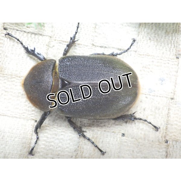 画像3: 4月22日入荷！　Dh.ヘラクレスオオカブト☆♀66ミリ新成虫単品　(9) (3)